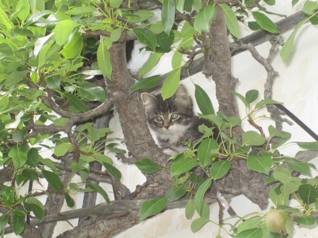 Biohof Koeck Tonibauer Villa Zeutschach Dış mekan fotoğraf